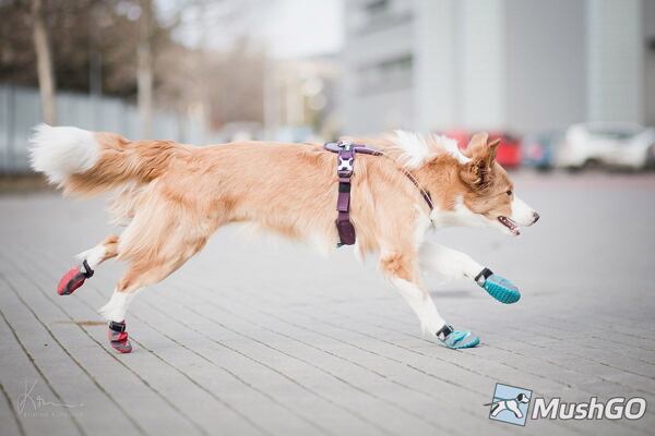 Botičky Ruffwear Grip trex