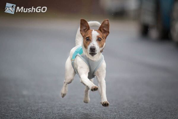 PRT Tarry v chladící dečce Ruffwear Jet Stream