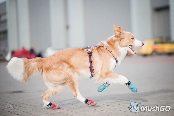 Botičky Ruffwear Grip trex